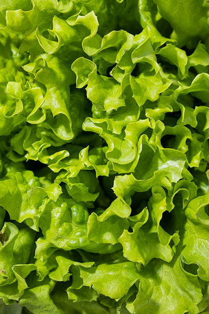 istock Close up of fresh lettuce 2253614684