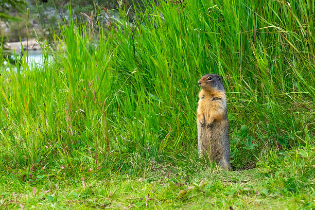 istock Columbian ground squirrel standing in tall grass near a river 2253614714
