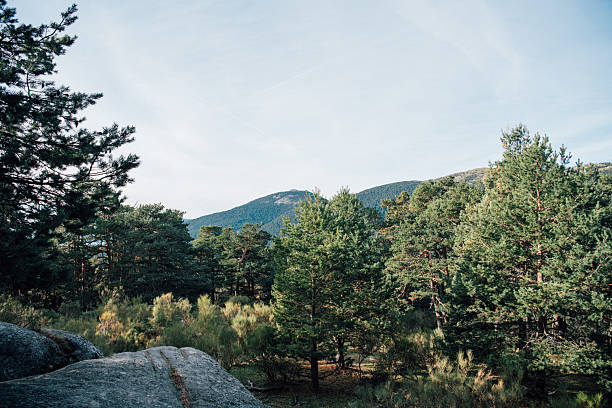 Forest Clearing with Mountain Views in Cercedilla