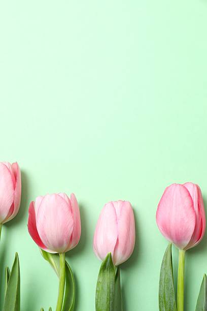 istock Beautiful fresh tulips on color background 2253616674