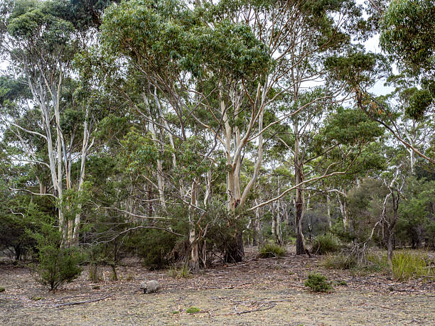 istock Forest in Maria island, Tasmania 2253620474