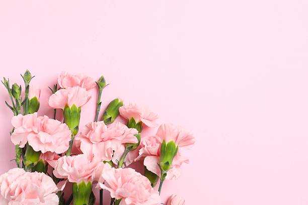 istock Beautiful bouquet of pink carnations on a colored background 2253620706
