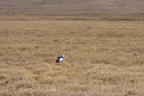 Grey crowned crane standing in grassland with distinctive golden crest, grey plumage, red facial patch, and long legs. African bird species in natural habitat, wildlife portrait, biodiversity, wetland and savanna ecosystem, conservation, and nature background