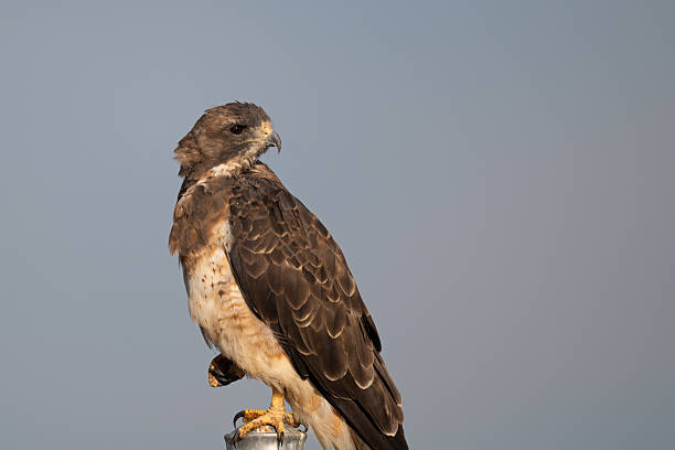 istock Swainson's Hawk in Morning Light 2253621487