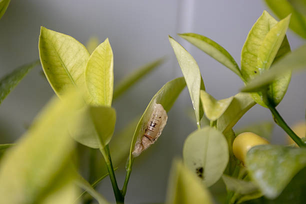 istock Butterfly chrysalis on calamondin citrus leaf. Insect metamorphosis 2253621585