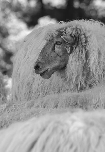 irece, bahia, brazil - april 26, 2024: sheep farming on a farm in the city of Irece.