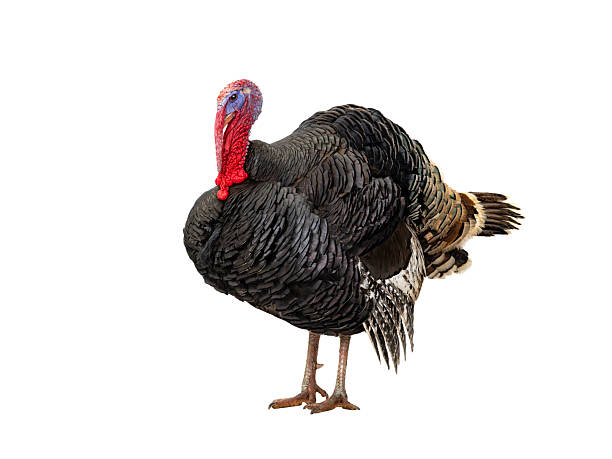 istock beautiful male turkey isolated on white background 2253624113
