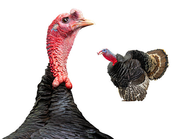 istock two male turkey isolated on white background 2253624117