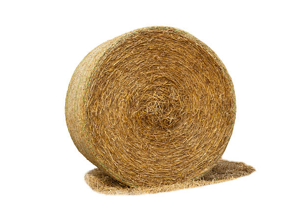 istock dryround bale isolated on white background 2253624171