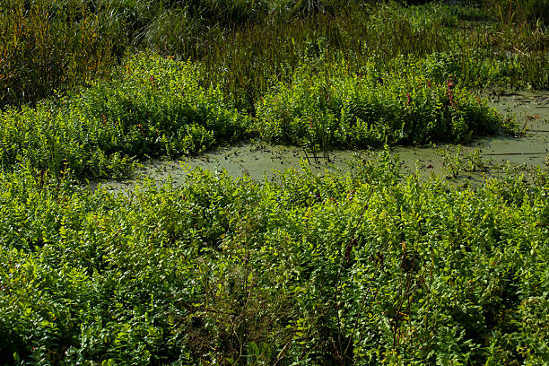 landscape of a meadow bog with many weeds
