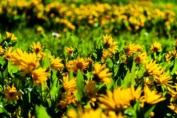 Mountain meadow full of bright happy yellow wildflowers in summer, Colorado USA.