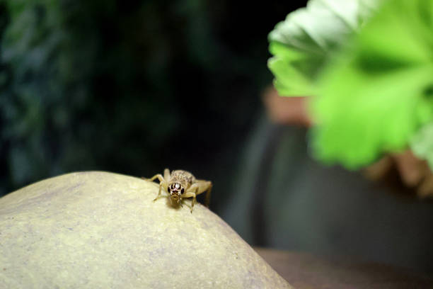 A little badlands cricket