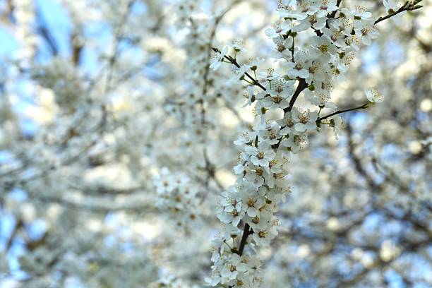 istock Spring blossoming trees with white flowers in the garden. Spring background 2253628874