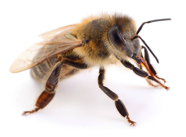 istock Honey bee cleaning its legs isolated on white background 2253631191