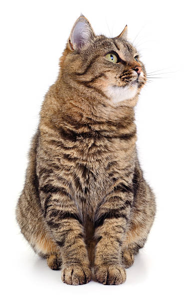 istock Adult tabby cat sitting isolated on white background 2253631196
