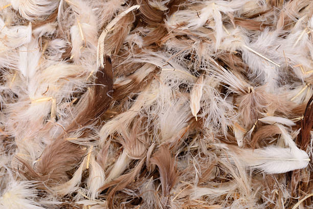 istock Background of soft brown and white bird feathers 2253631212