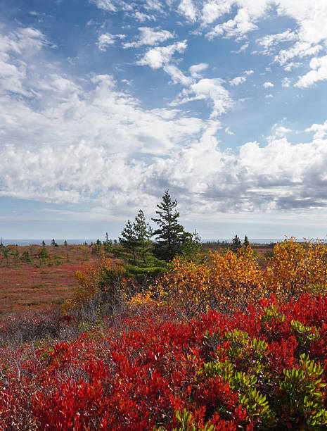 istock Autumn coastal heathland 2253631335