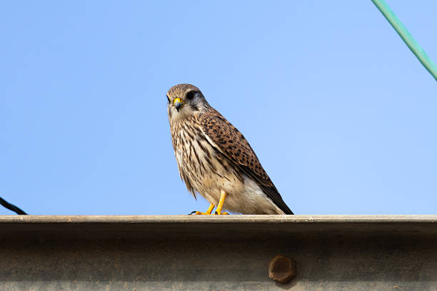 Common kestrel, Falco tinnunculus, late autumn on Yorkshire farmland
