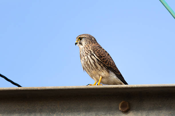 Lanner falcon