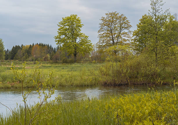 Small wetland pond bordered by green meadow and trees under overcast skies in Bruce Peninsula, Ontario, Canada.