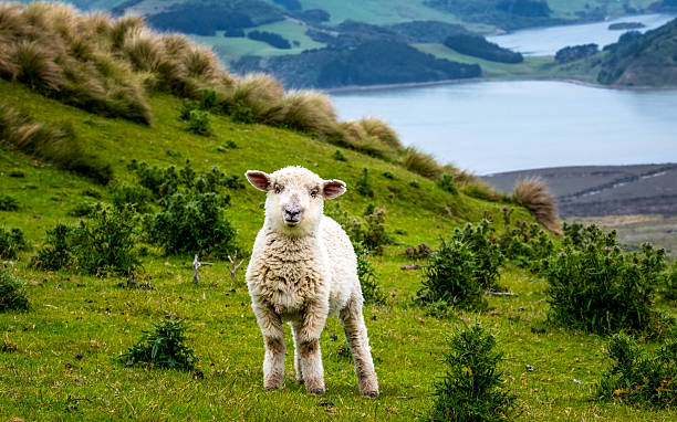 istock Lamb on hilltop in New Zealand 2253633270