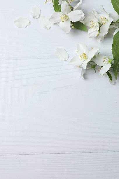 istock Beautiful white jasmine flowers, closeup 2253633810