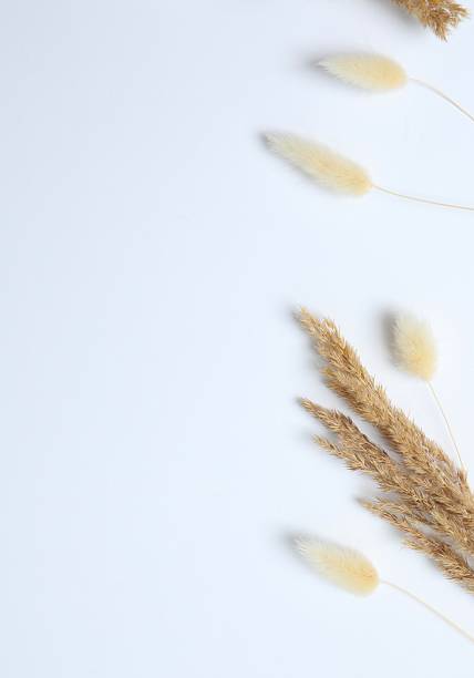 istock Dry flowers on white background 2253634369