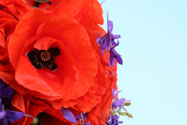 istock Beautiful bouquet with red poppies, close-up 2253634431