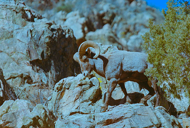 Bighorn sheep during the rut season