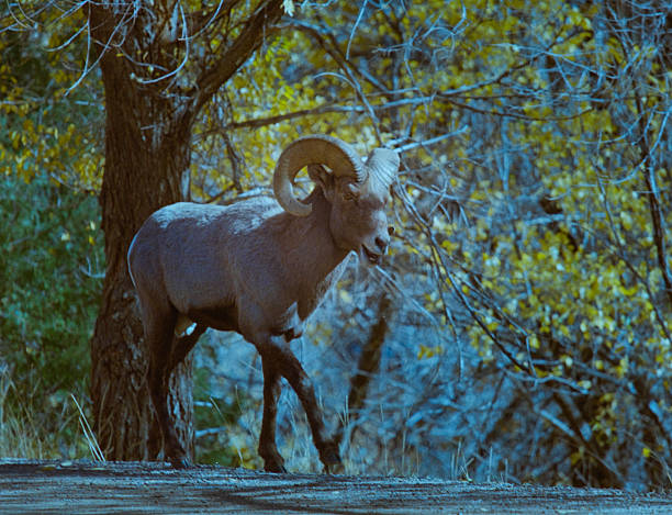 Bighorn sheep during the rut season