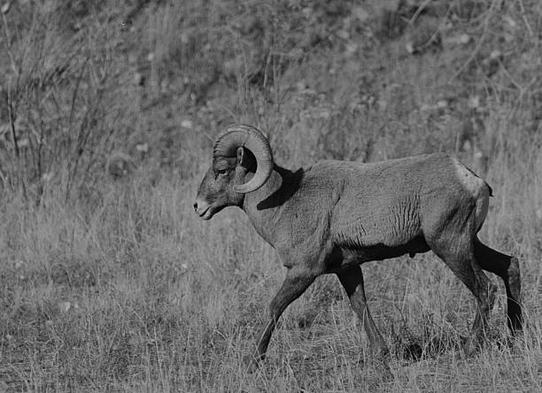 Bighorn sheep during the rut season