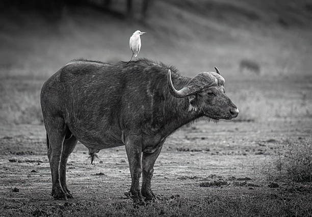 istock A black and white image of an African Cape buffalo (Syncerus caffer)   with a cattle egret (Bubulcus ibis) perched on its back 2253636355