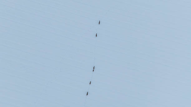 istock Aerial winter field in Belarus with five deer walking in snow 2253637467