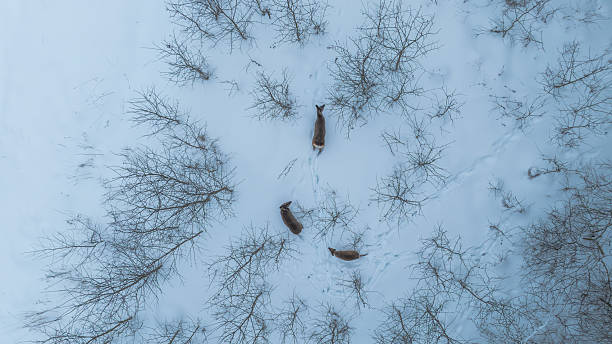 Aerial top down view shows three deer moving in a triangle across a snow field in rural Belarus, with tracks threading between sparse leafless shrubs in muted winter light.