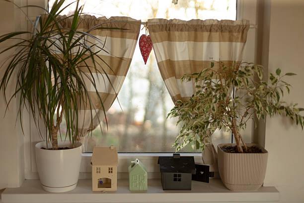 A houseplant on the window sill. Growing flowers at home