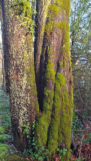 istock Stanley Park trees and flora on Christmas morning 2025. 2253641729