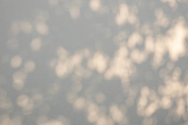 istock Abstract natural tree branch leaves shadow on beige wall background 2253643995