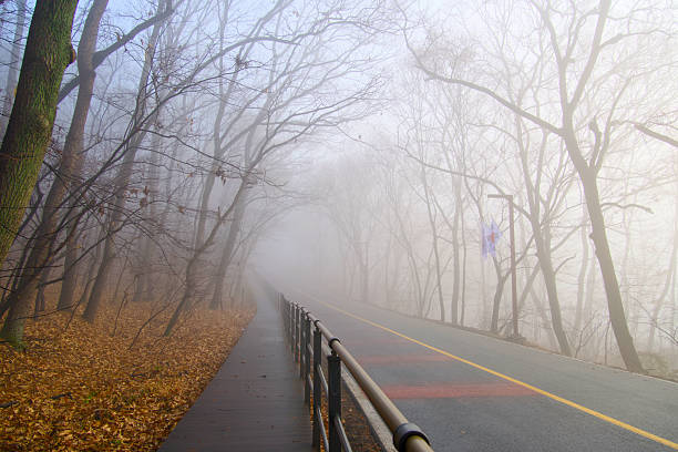 autumn forest