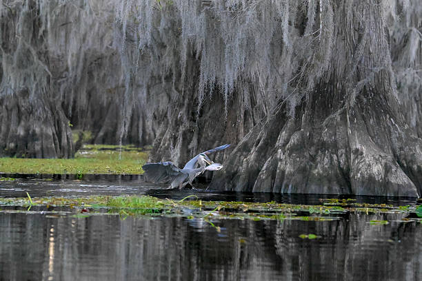 istock Blue Heron catching fish at Caddo Lake 2253645214