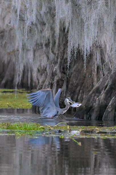 istock Blue Heron catching fish at Caddo Lake 2253645218