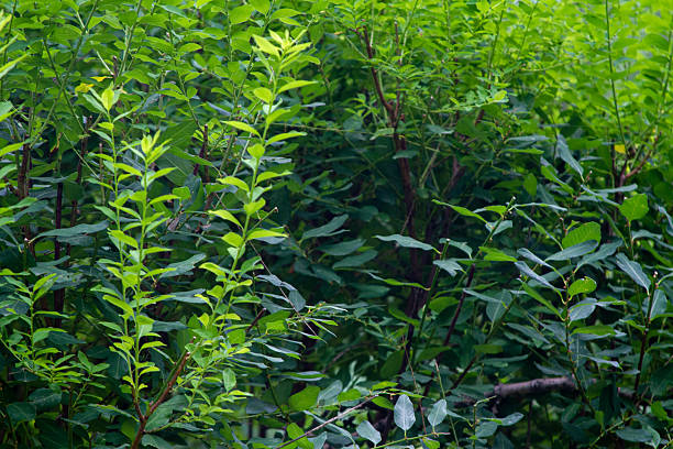 Leaves and branches of a green tree in summer