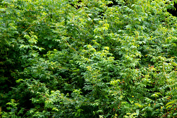 Green branches of a bush in summer close up