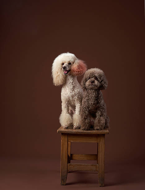 istock Poodles facing forward while seated together indoors 2253646243
