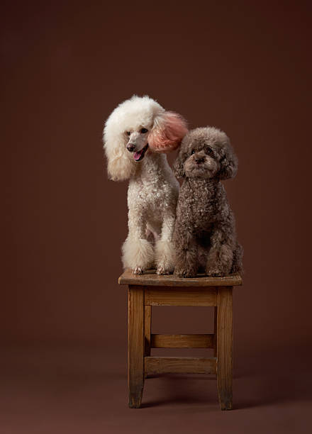 istock Two poodles sitting close together on wooden bench 2253646247