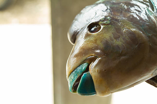 Ecuadorian parrotfish head close-up showing blue mouth and teeth, fresh raw seafood on market display with detailed scales and texture, ready for traditional cooking