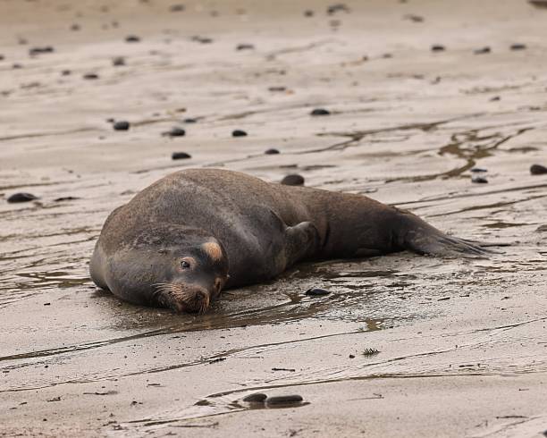 Sleeping seal lying at a beach in Hawaii