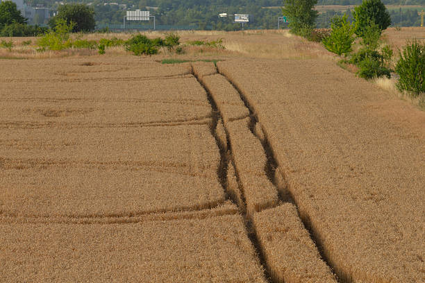wheat tracks leading to cityscape with twin ruts cutting through ripe field, scrubby borders and young trees framing scene,