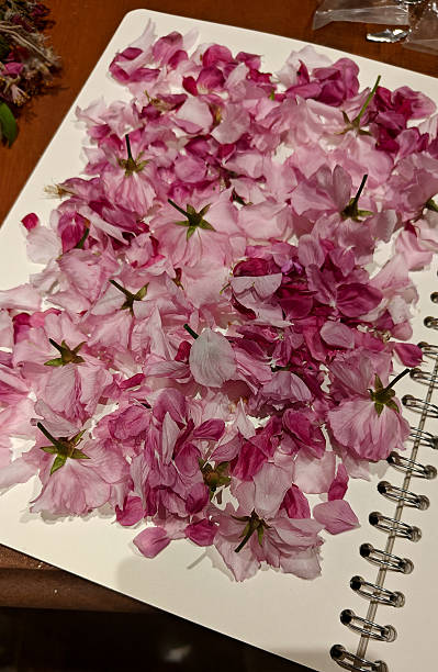 istock Spring Blooms in Toronto, Canada 2253649591