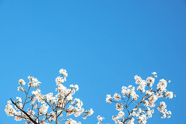 Blossoming cherry branches against a sunny blue sky