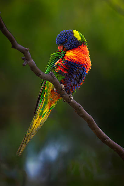 istock Lorikeet cleaning its plumage 2253651513